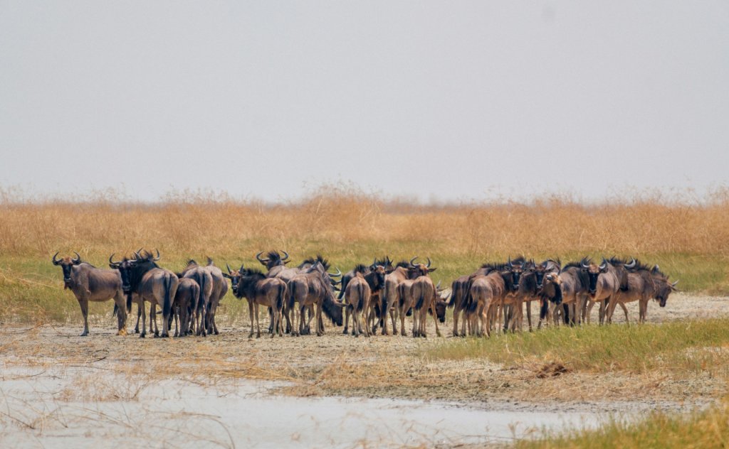 A herd of wildebeest grazing in Makgadikgadi Pans, Botswana.