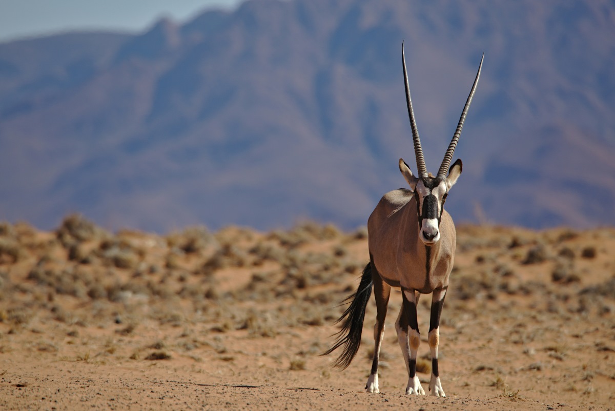 A gemsbok along one of the Namibia 4x4 trails.