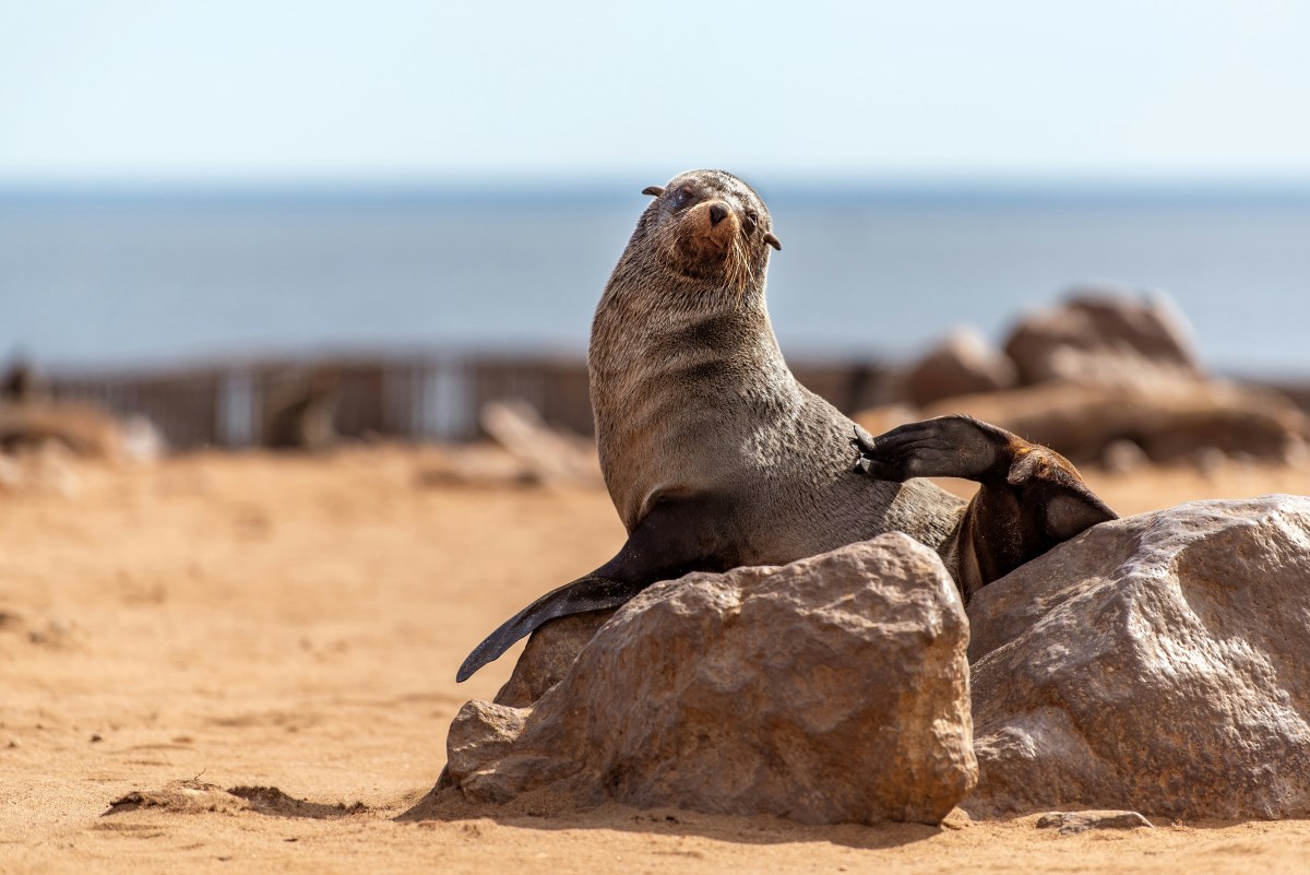 A Cape fur seal at Cape Cross, Namibia.