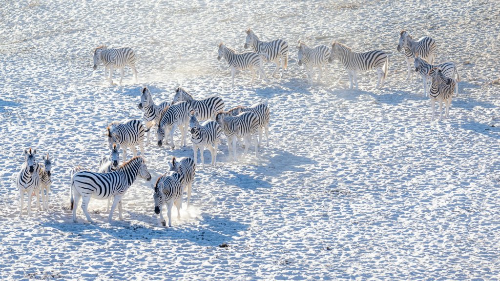 A herd of zebras on the white sand of the Makgadikgadi Pans, Botswana.