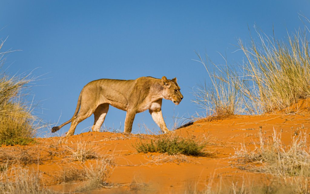 A lioness walking on the red sand dunes in Kgalagadi Transfrontier Park.