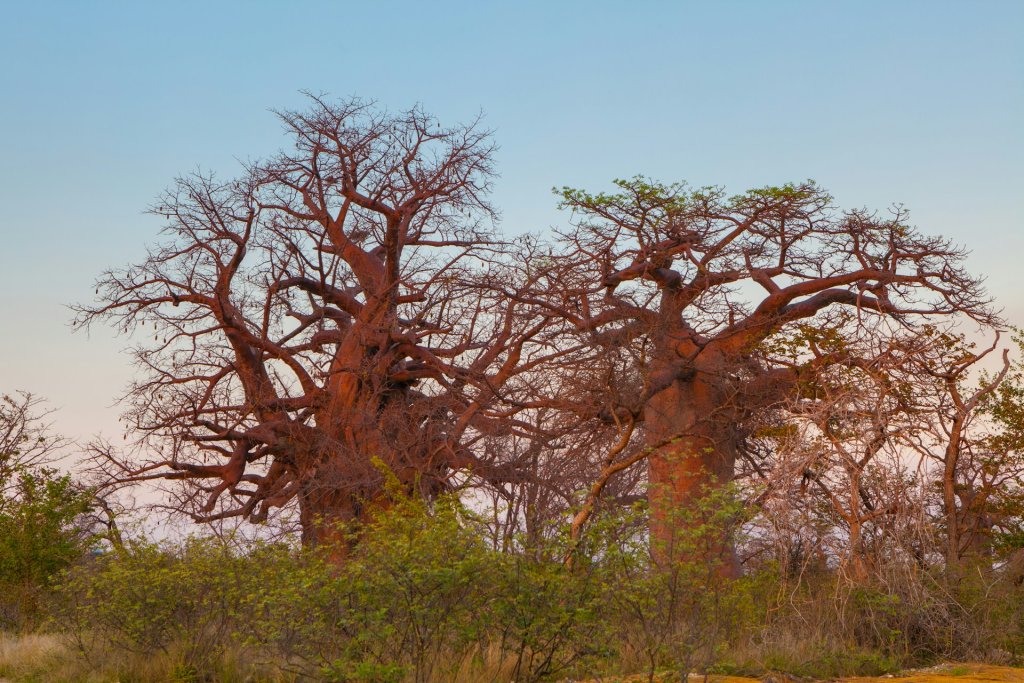 Baobab trees in Botswana.