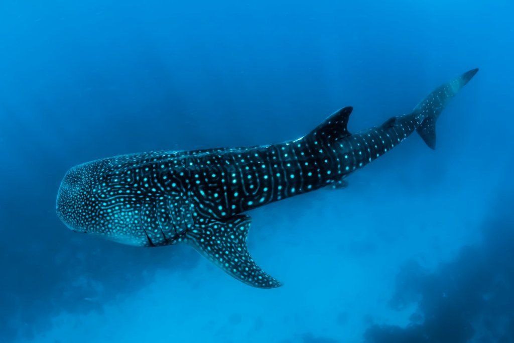 A whale shark swimming in the dep blue ocean.