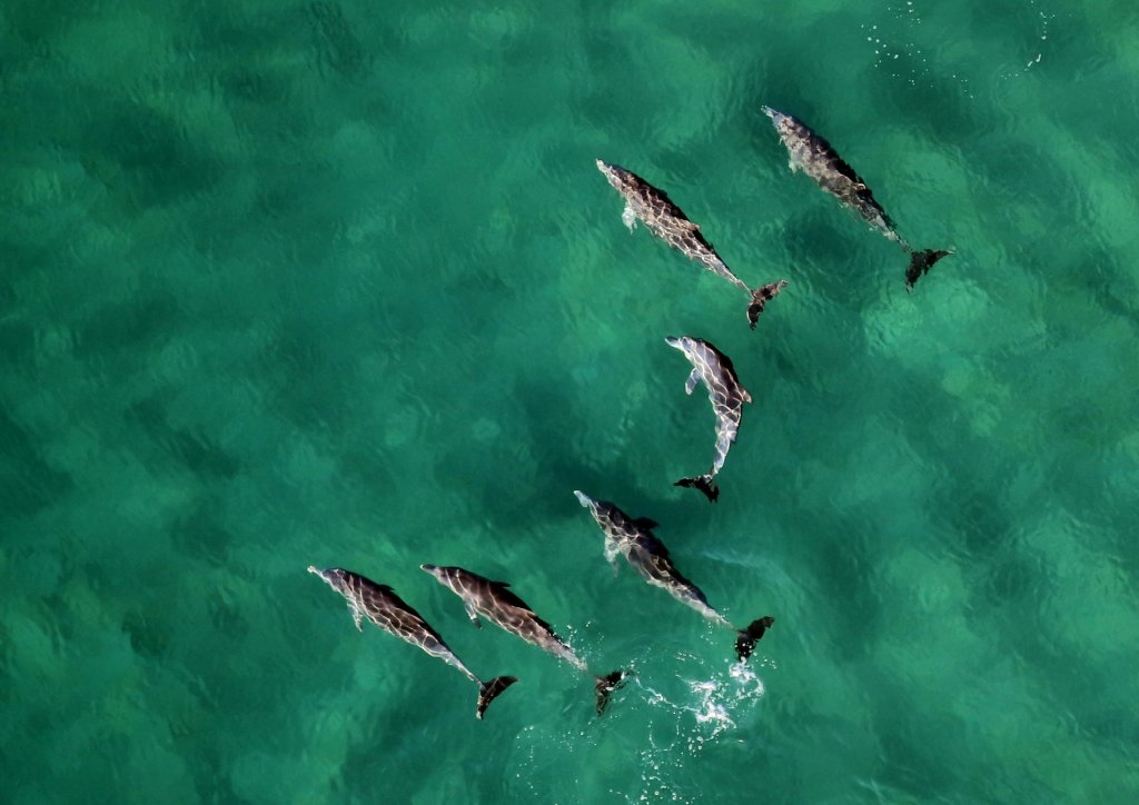 Aerial view of a pod of dolphins in Ponta do Ouro, Mozambique.