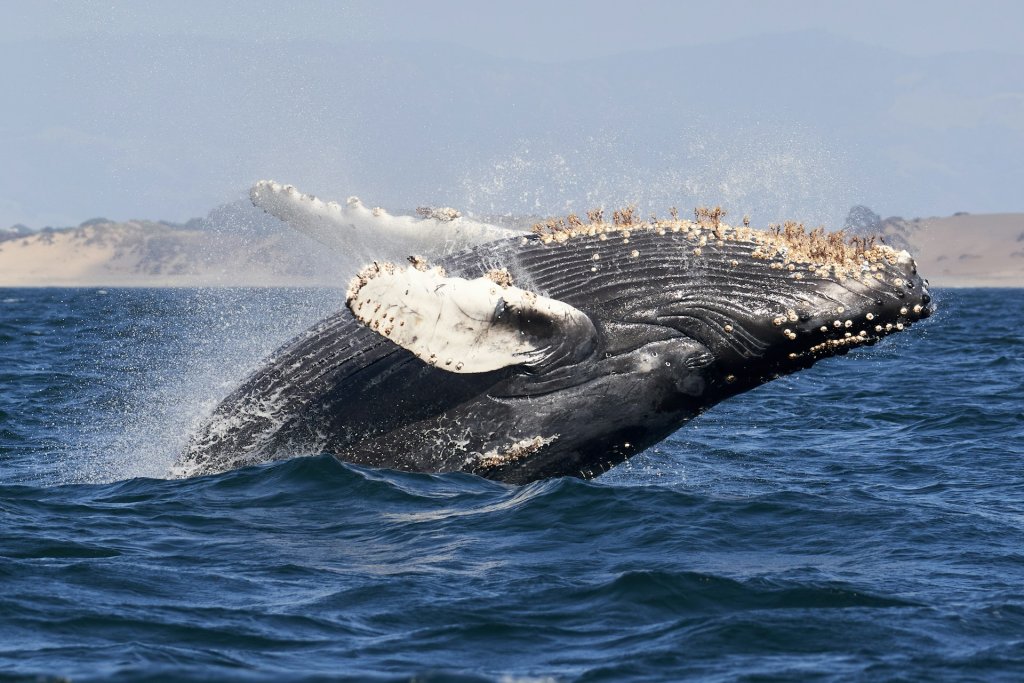 A humpback whale breaches in the deep blue ocean.