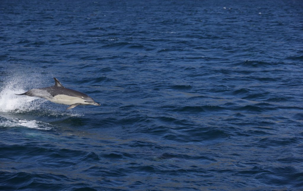 A bottlenose dolphin jumping above the vibrant deep blue ocean waves.