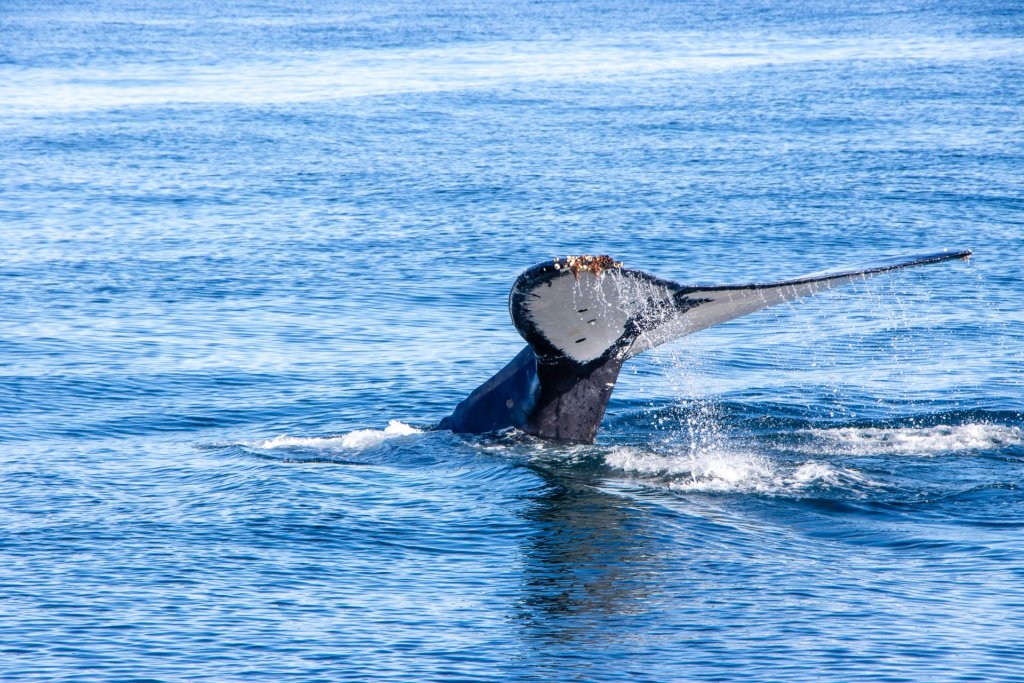 A whale underwater and it's tail out of the water.