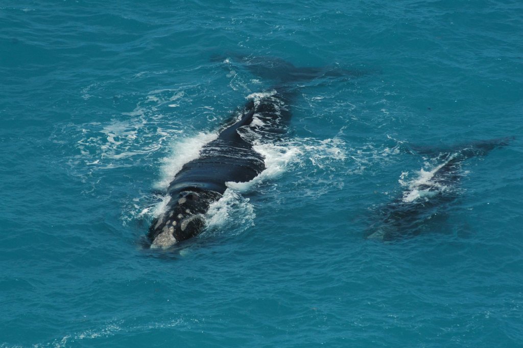 A southern right whale swimming closely alongside a calf in the deep blue ocean.