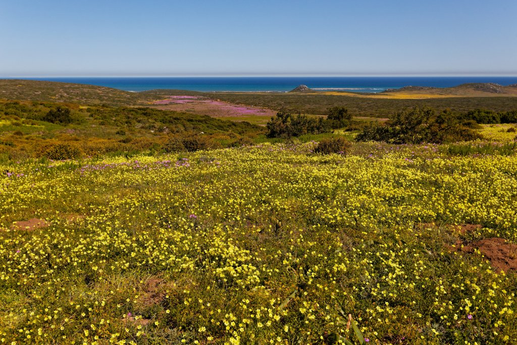 A view of the Postberg Nature Reserve's vegetation and rocks in Western Cape, South Africa.