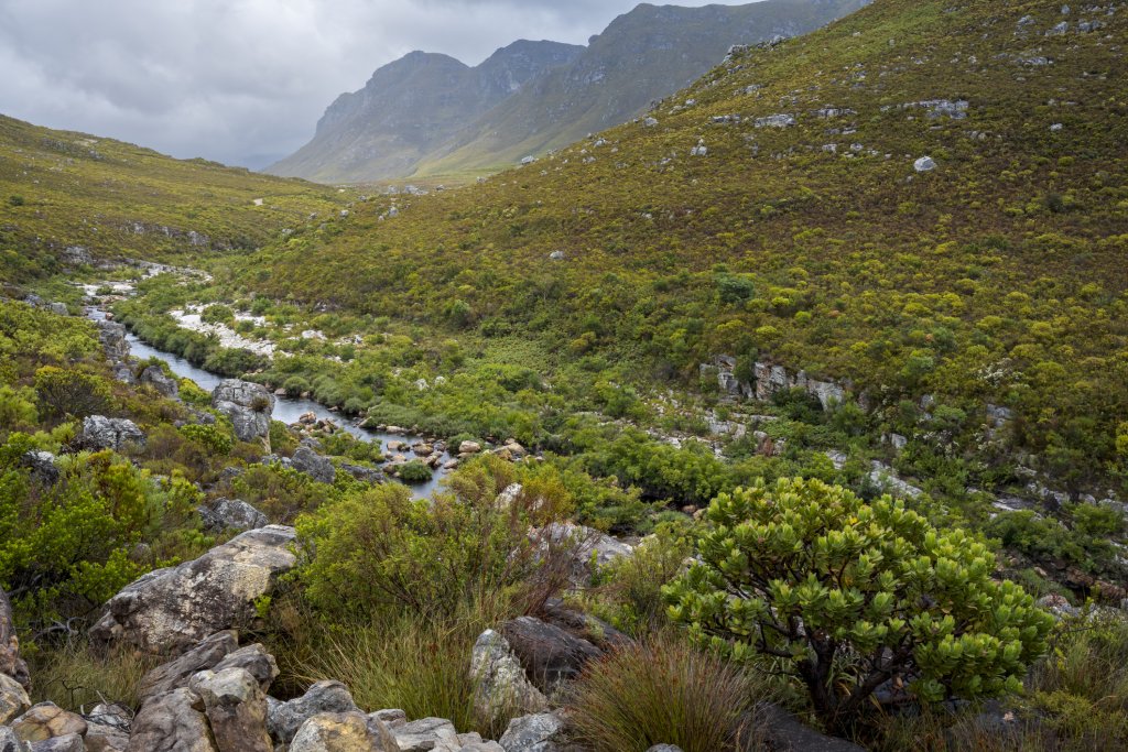 The Palmiet River flowing through Kogelberg Nature Reserve, South Africa.
