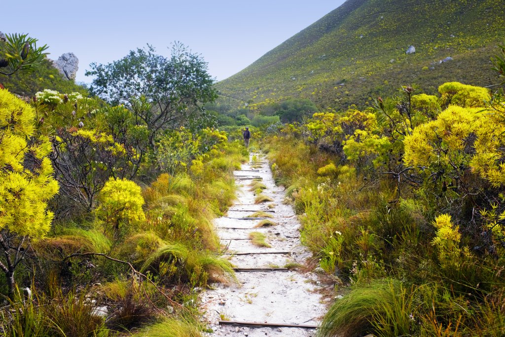 Senior man hiking on a trail in Fernkloof Nature Reserve near Hermanus, South Africa.