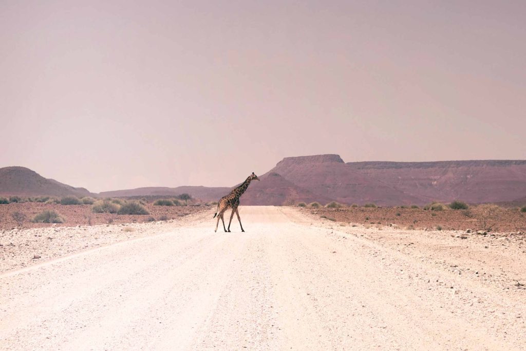 A giraffe crosses the road in Namibia.