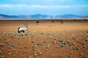 A gemsbok wanders the desert.