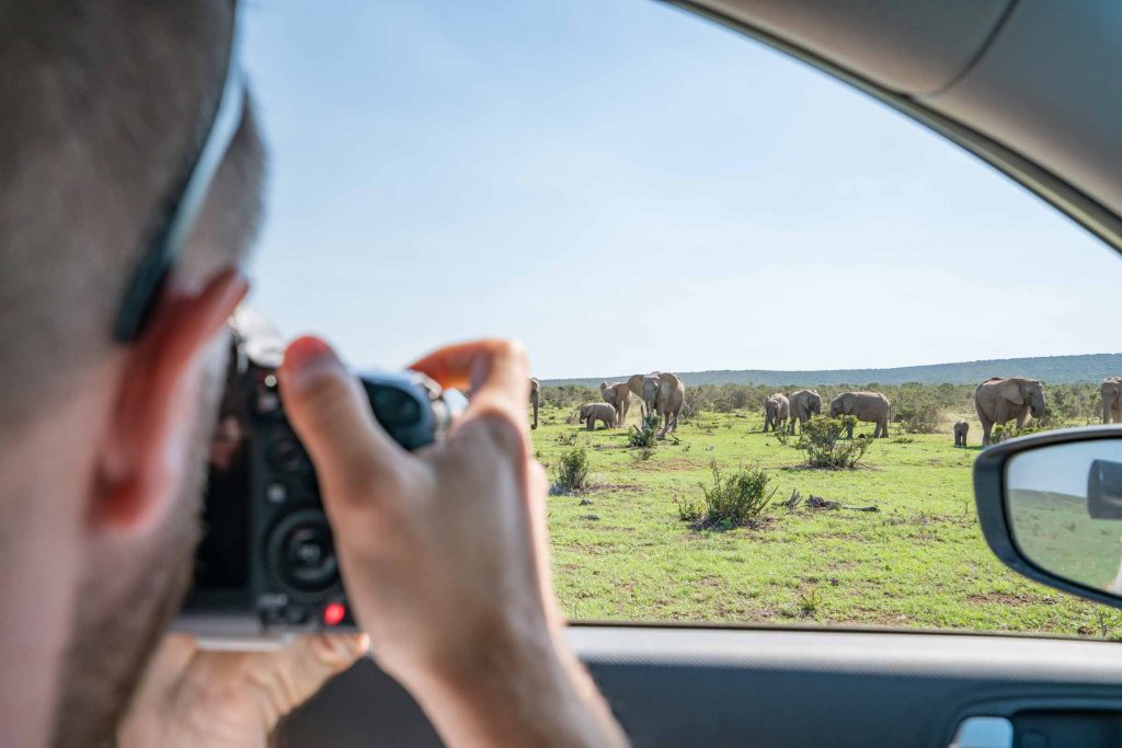 View of a young man taking a picture of an African elephant while on safari. Self driving safari in South Africa.