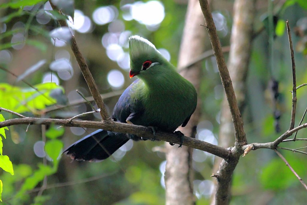 A back-lit shot of a Knysna loerie or Knysna turaco.