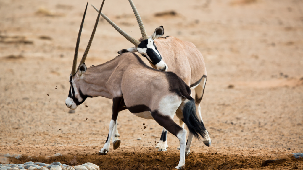 Battle between two male oryxes, Namibia.