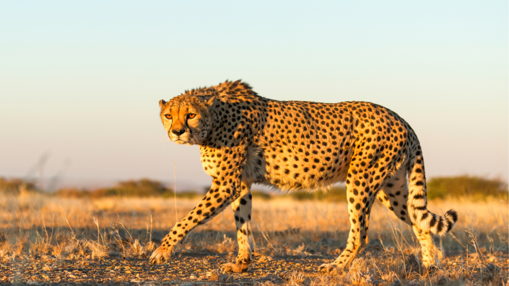 Roaming cheetah in Namibia.