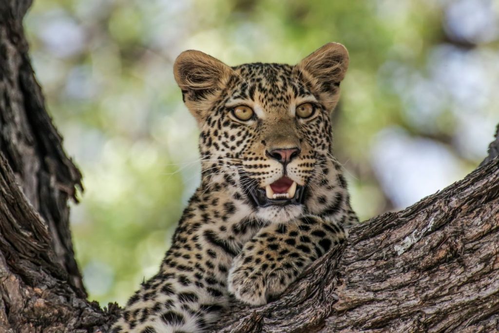 A wild leopard in a tree in Botswana.