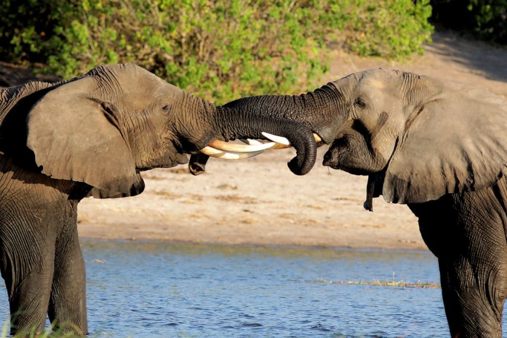 Elephants embracing in Botswana.