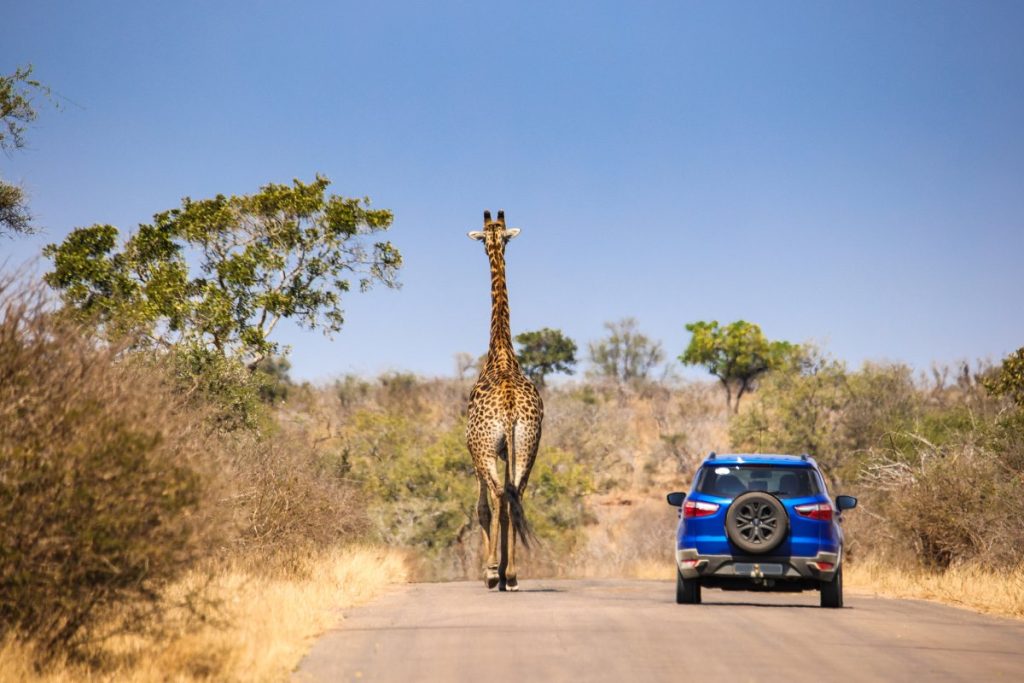 A blue car drives past a giraffe.
