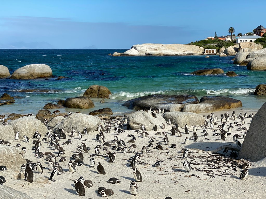 A colony of African penguins at Boulders Beach, Cape Town, South Africa.