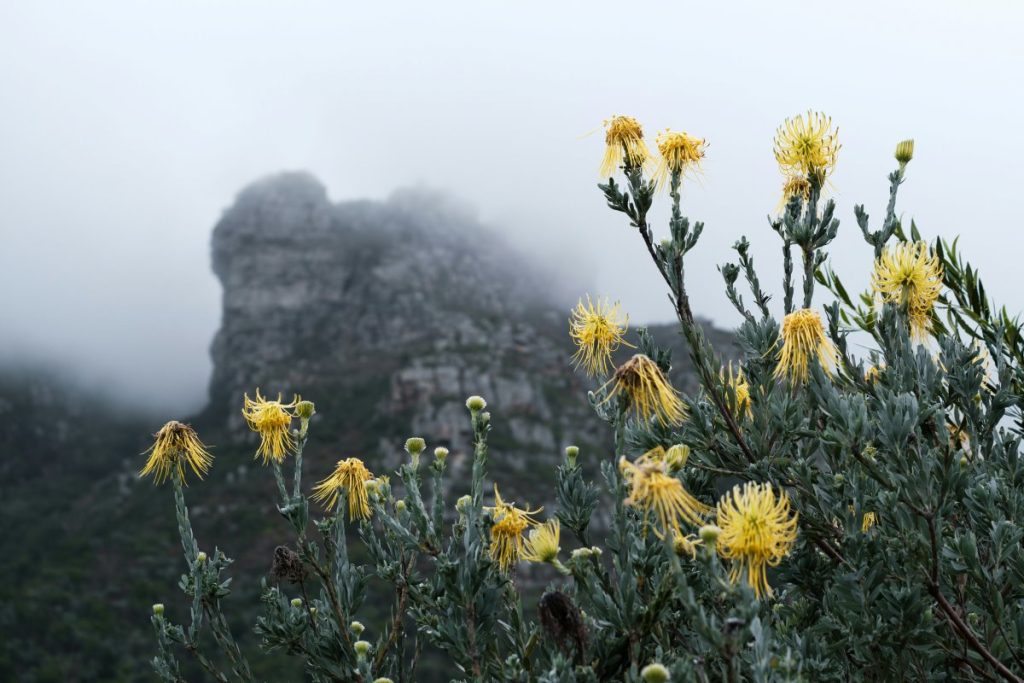 Proteas in bloom in Cape Town.