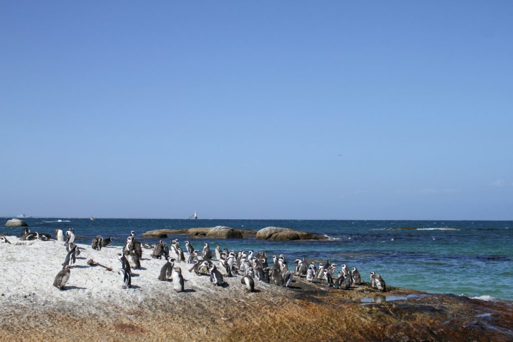 Penguins at Boulders Beach.