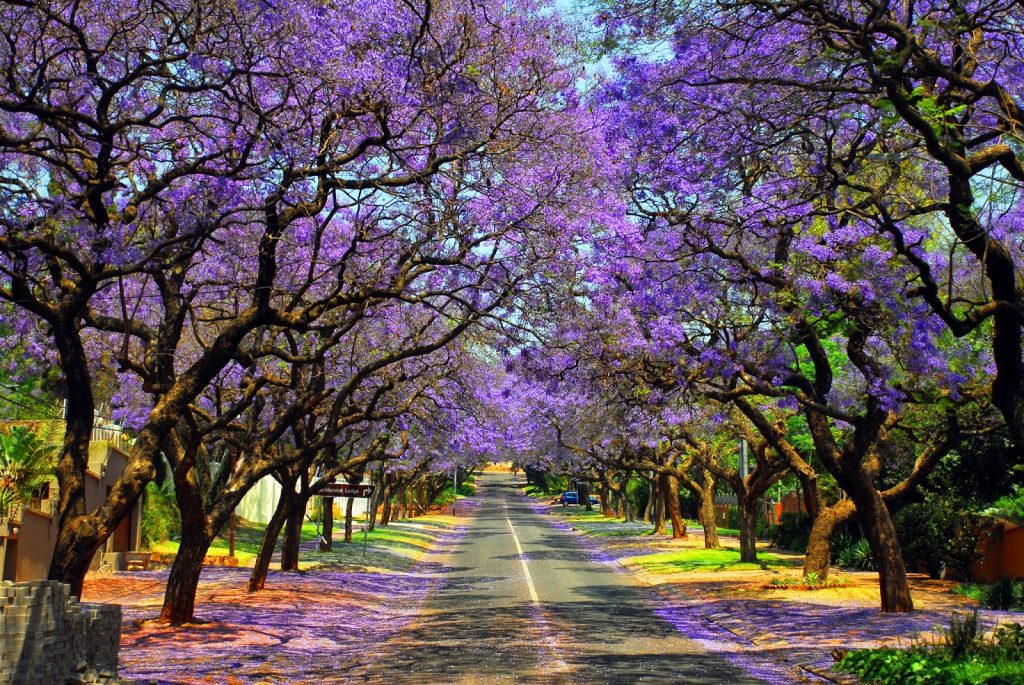 Road lined with jacaranda trees in Pretoria, South Africa.