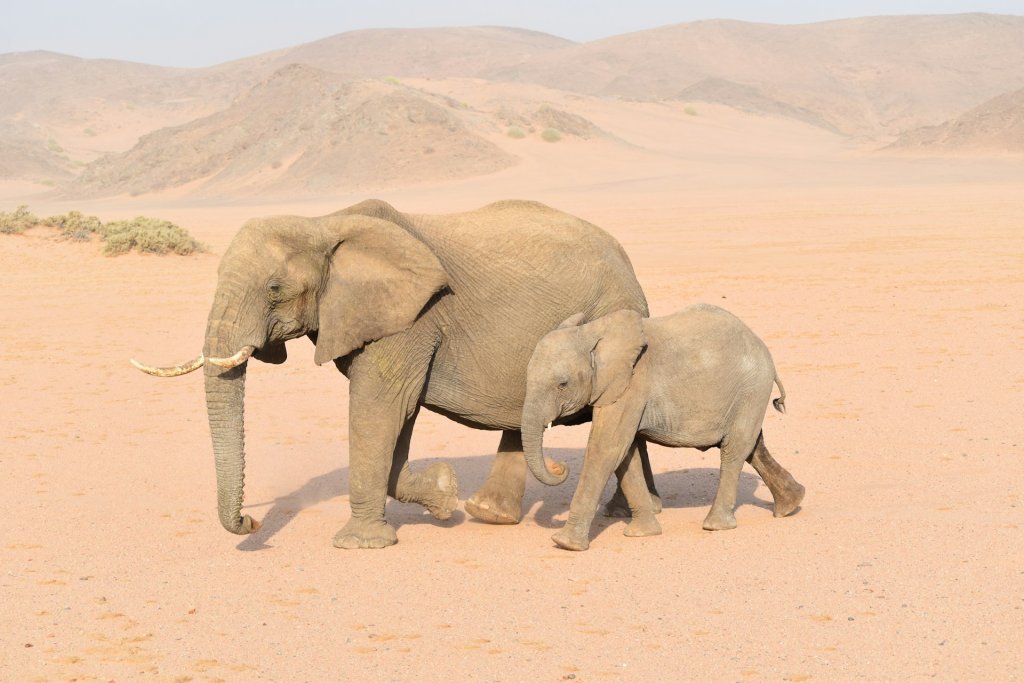 A female elephant and her calf roaming across the Damaraland in Namibia.
