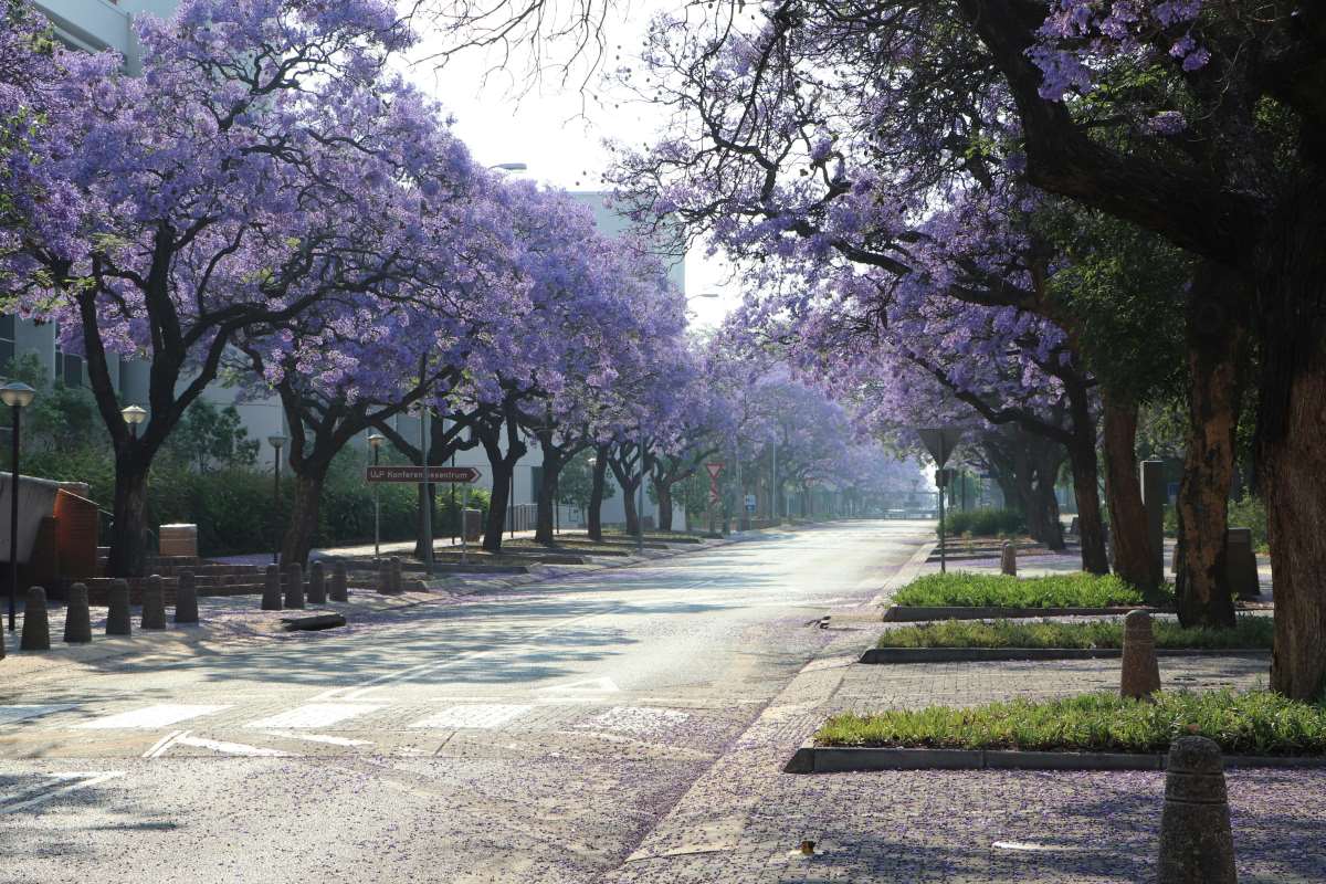 Jacaranda trees in bloom in Pretoria, South Africa.