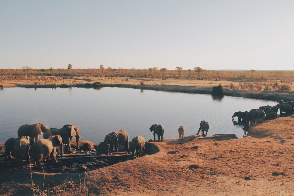 Elephants Drinking Water at Hwange National Park Zimbabwe