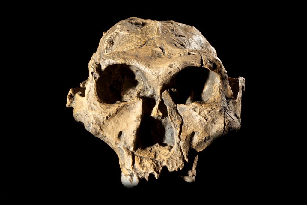 A hominid skull from the Cradle of Humankind near Johannesburg.