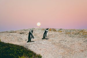 African penguins at Boulders Beach in Cape Town.