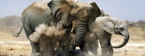 Big Five in Etosha National Park