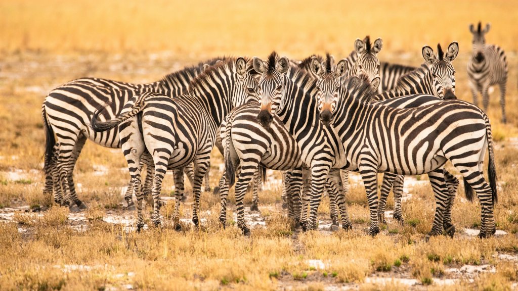 A herd of zebras standing on the golden dry grass.