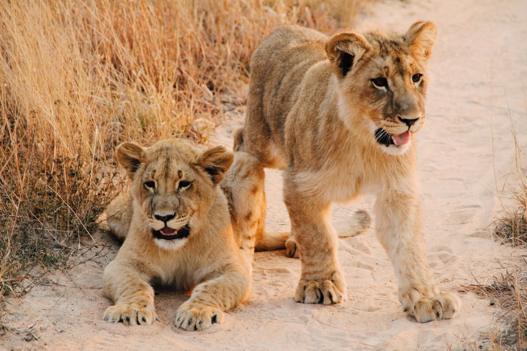 Two lions cubs on a sandy road in Zimbabwe.