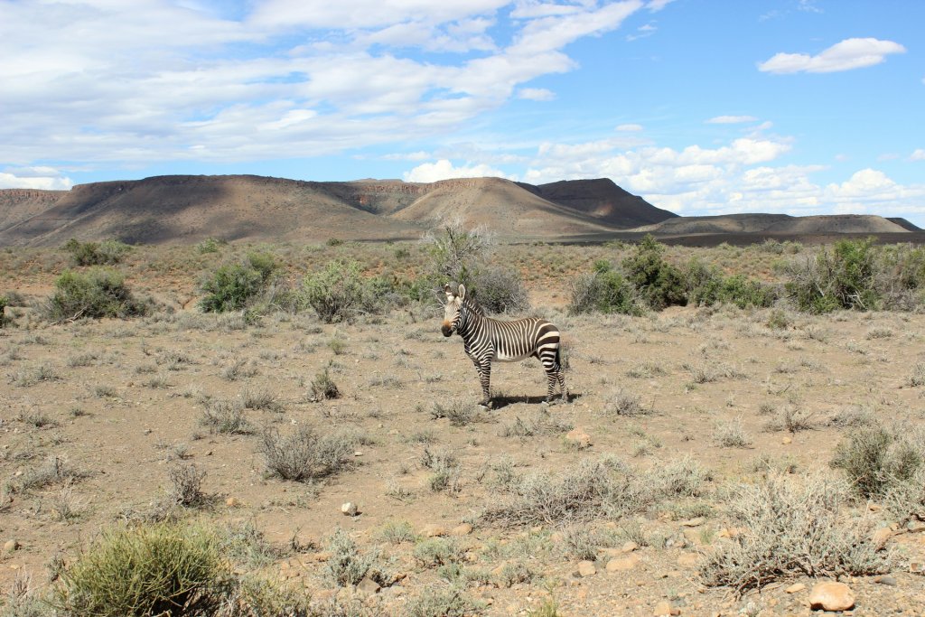 Cape mountain zebra in the dry open Karoo National Park plains.