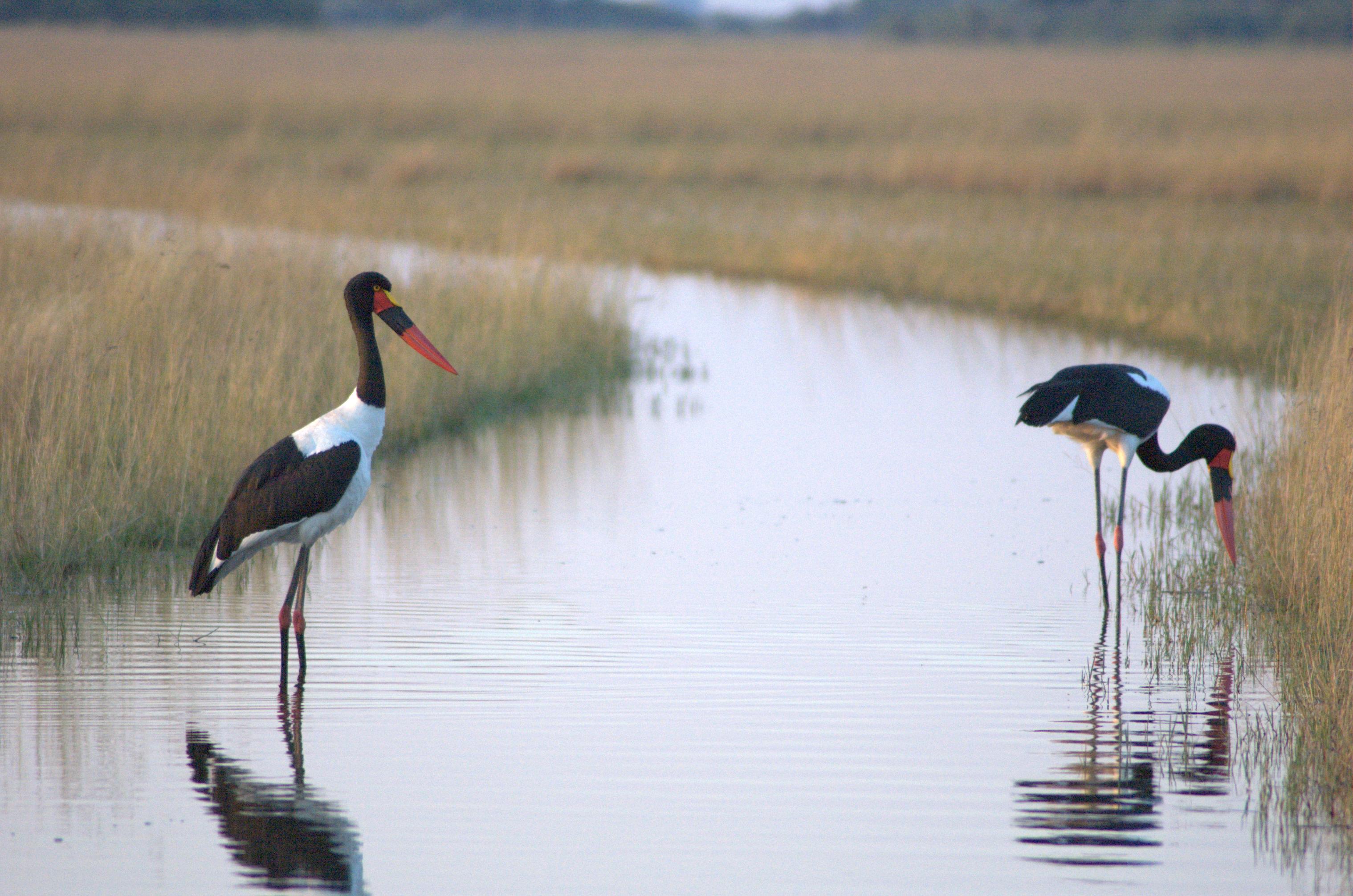 saddle-billed-storks-in-okawango-delta