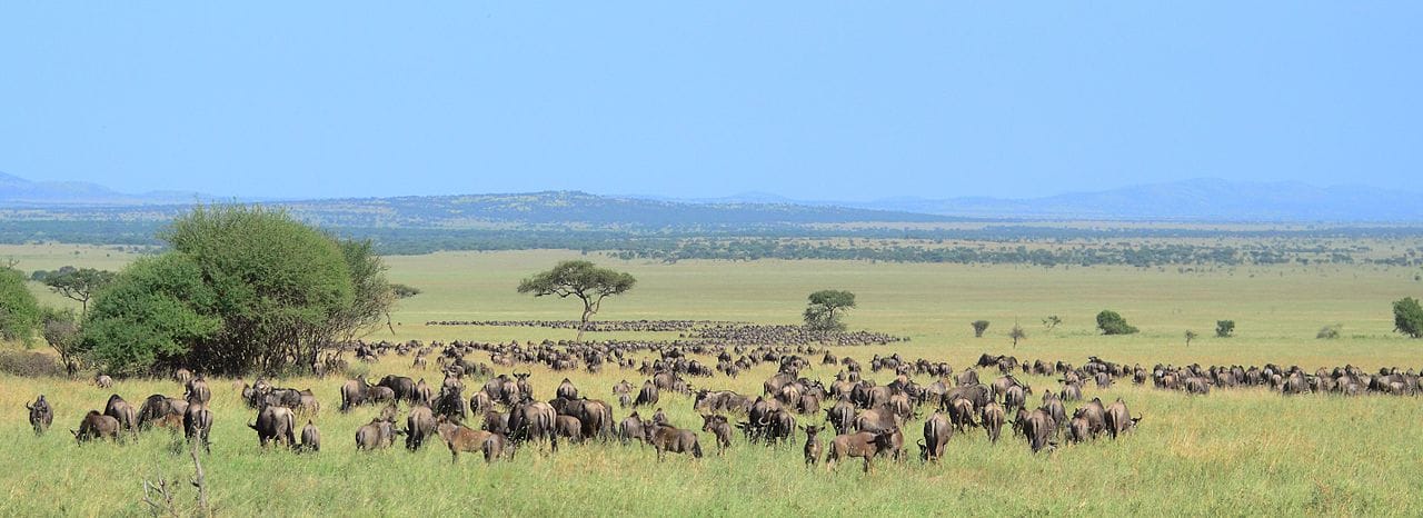 wildebeest_migration
