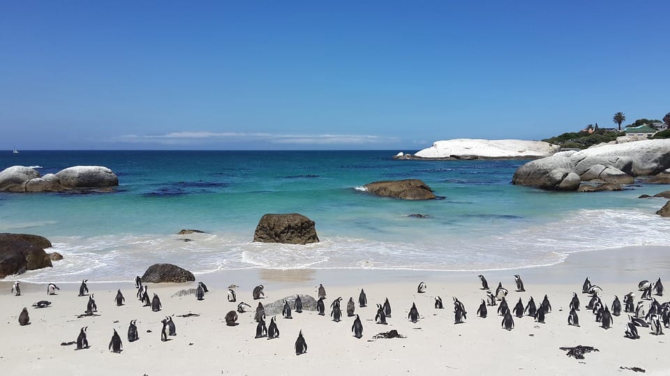 Water Penguins Sand White Tropical Boulders Beach
