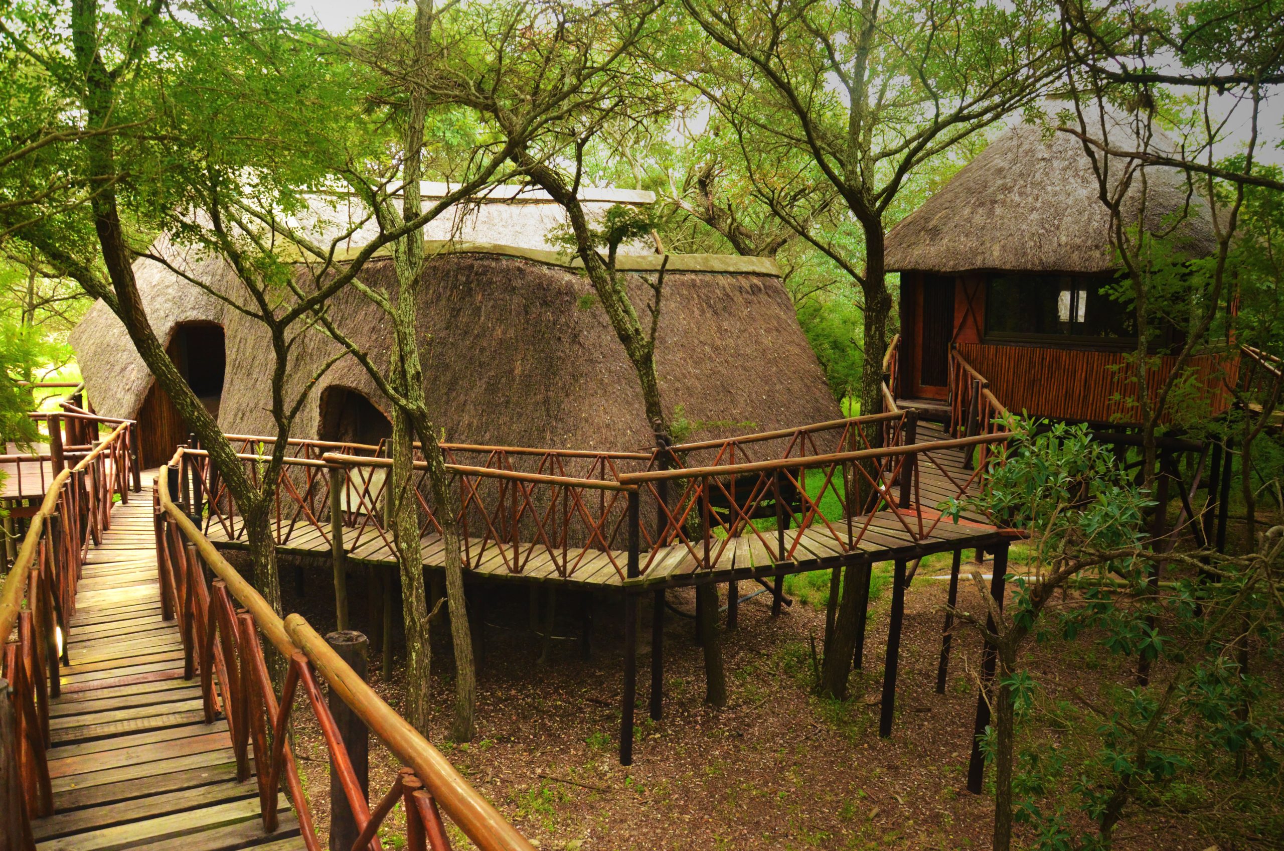Pezulu Tree House Lodge, South Africa | Pezulu Tree House Lodge