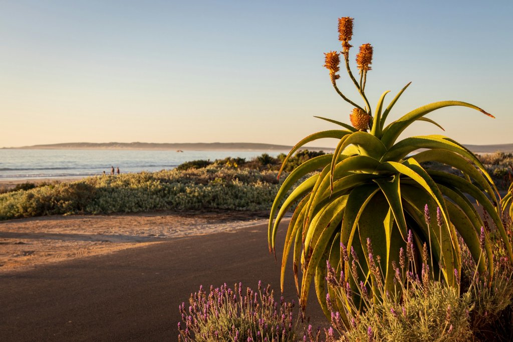 Roadside view of the beach in Paternoster, South Africa.