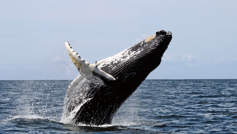 whale-watching-fish-hoek