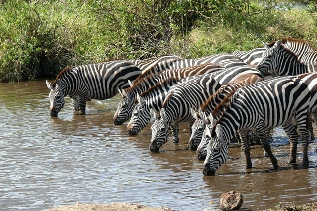zebra-migratie