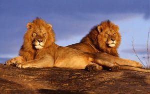 Lions in Kruger National Park