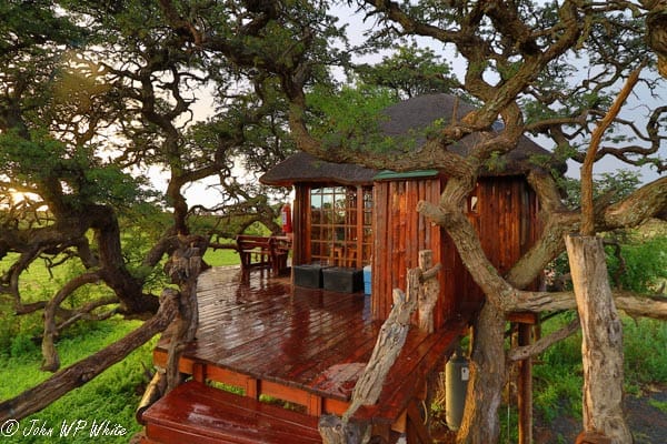 Kameeldoring Tree House in South Africa | Photo credits: Kameeldoring Tree House