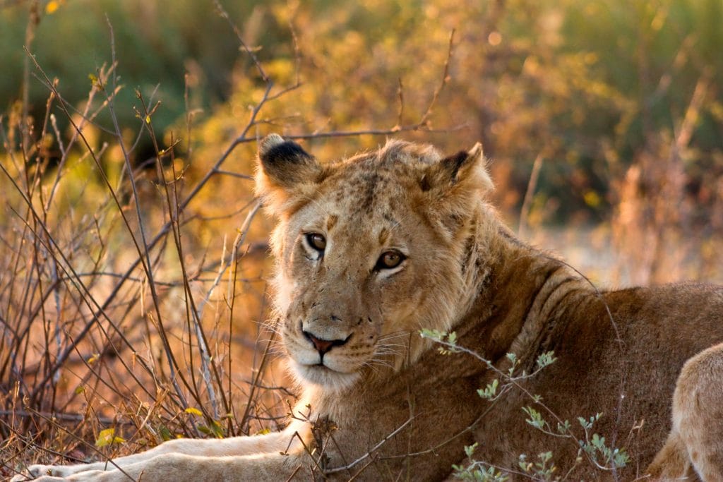 Lioness in the Kruger National Park, South Africa.