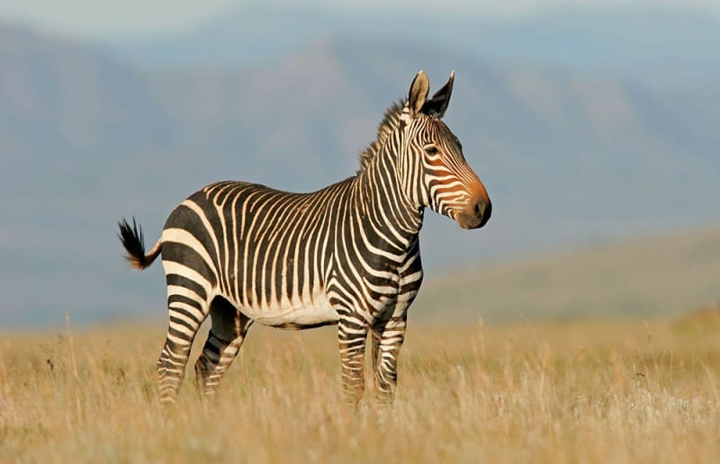 mountain-zebra-national-park