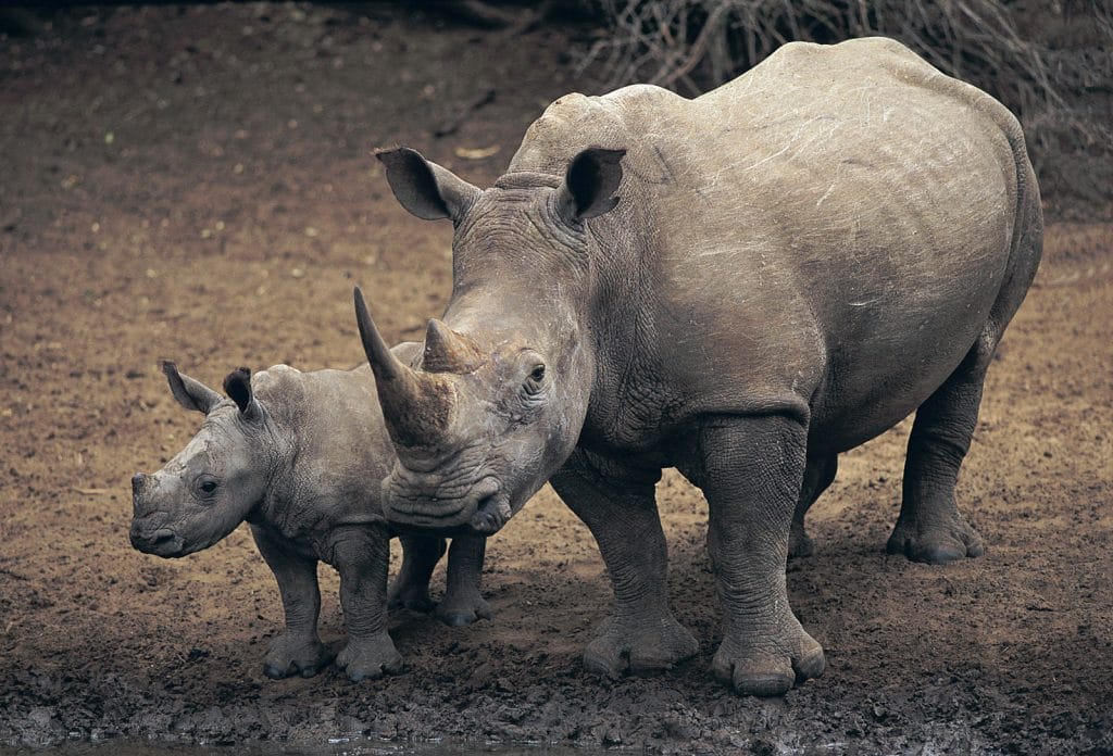 caption-white-rhinoceros-ceratotherium-simum-dangerous-animals-of-africa-safaris