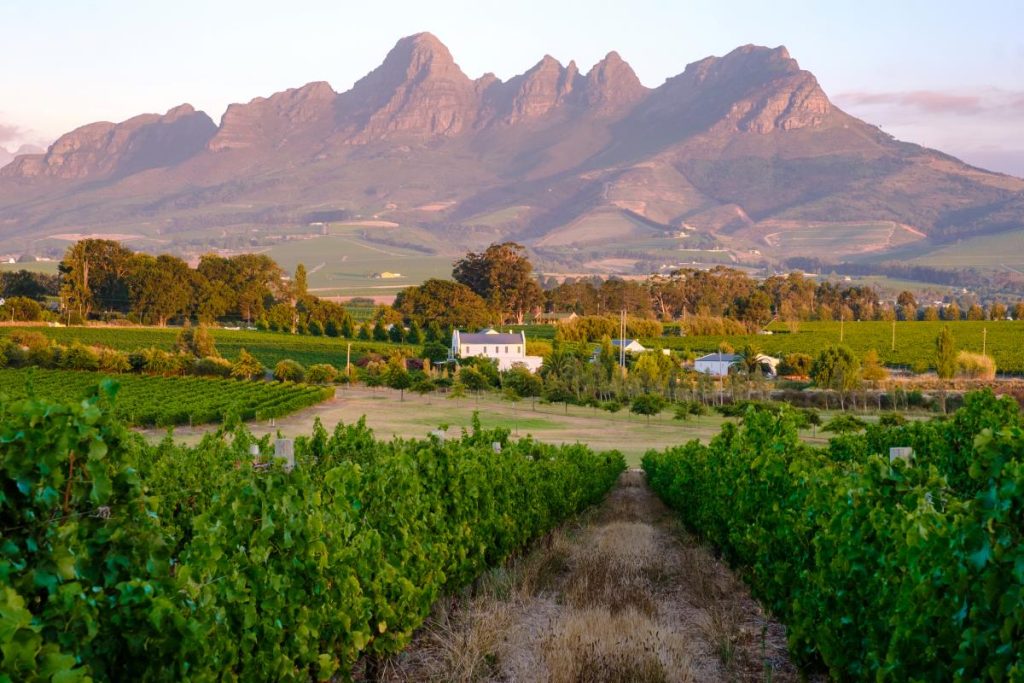 A wine farm in Stellenbosch.